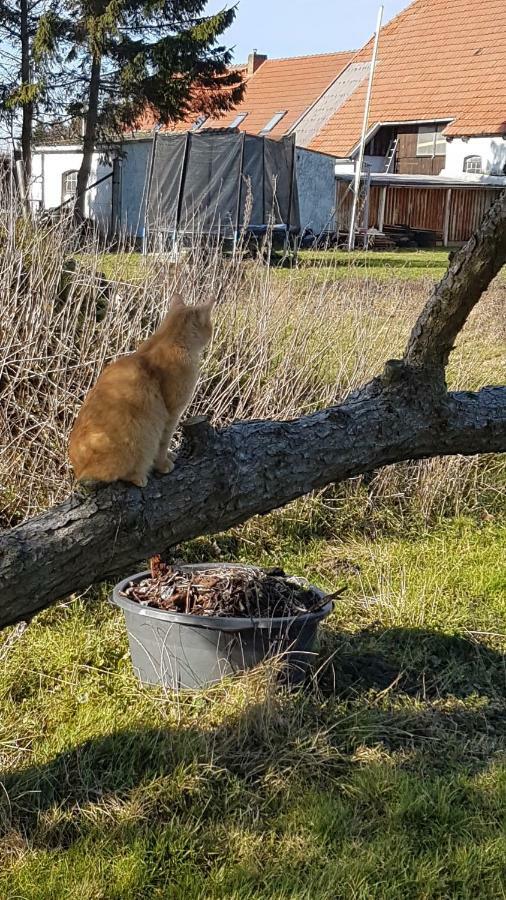 Fewo Am Saalerbodden Bartelshagen  外观 照片